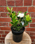 Gardenia Augusta Florida- 20cm Pot Folia House