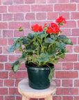 Geranium - Oh so orange - 20cm Folia House