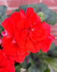 Geranium - Oh so orange - 20cm Folia House