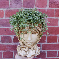 Grecian Head Planter - plant H Folia House