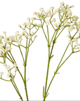 Gypsophila Spray 28x16x74cm