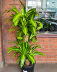 Happy Plant (Dracaena Frangans 'Massangeana') - 30 cm Pot Folia House