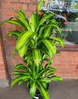 Happy Plant (Dracaena Frangans 'Massangeana') - 30 cm Pot Folia House