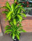 Happy Plant (Dracaena Frangans 'Massangeana') - 30 cm Pot Folia House