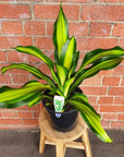 Happy Plant (Dracaena) - 20cm Pot Folia House