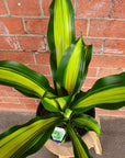 Happy Plant (Dracaena) - 20cm Pot Folia House