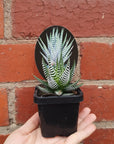 Haworthia Attenuata "Wide Band" Folia House
