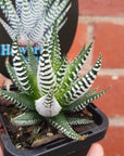 Haworthia Attenuata "Wide Band" Folia House