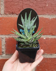 Haworthia Big Band - 7cm pot Folia House