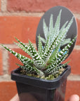 Haworthia Big Band - 7cm pot Folia House