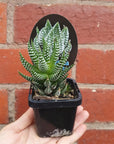 Haworthia Superfasciata - 7cm pot Folia House