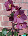 Helleborus Ice Rose Merlot - 18cm pot Folia House
