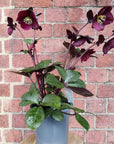 Helleborus Ice Rose Merlot - 18cm pot Folia House