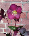 Helleborus Ice Rose Merlot - 18cm pot Folia House