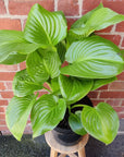 Hosta Plantaginea Grandiflora - 25cm Pot Folia House