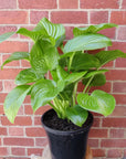 Hosta Plantaginea Grandiflora - 25cm Pot Folia House