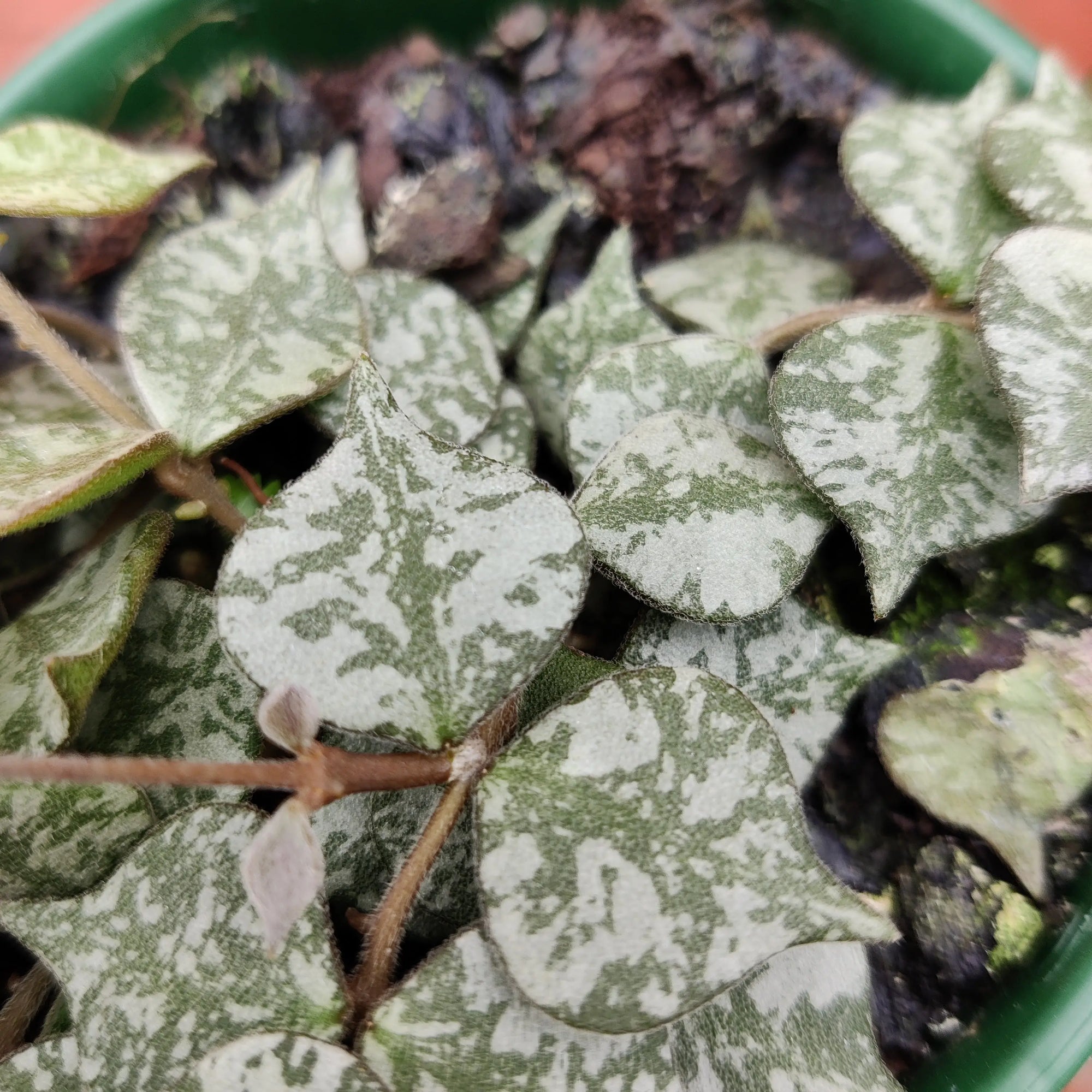Hoya -  Curtisii 'Thailand Form' (no. 203) - 10cm Pot Folia House