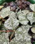 Hoya - Curtisii 'Thailand Form' (no. 203) - 10cm Pot Folia House