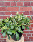 Hymenosporum 'Butterfly Scentz' - 20cm pot Folia House