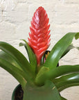Bromeliad - 10cm Pot
