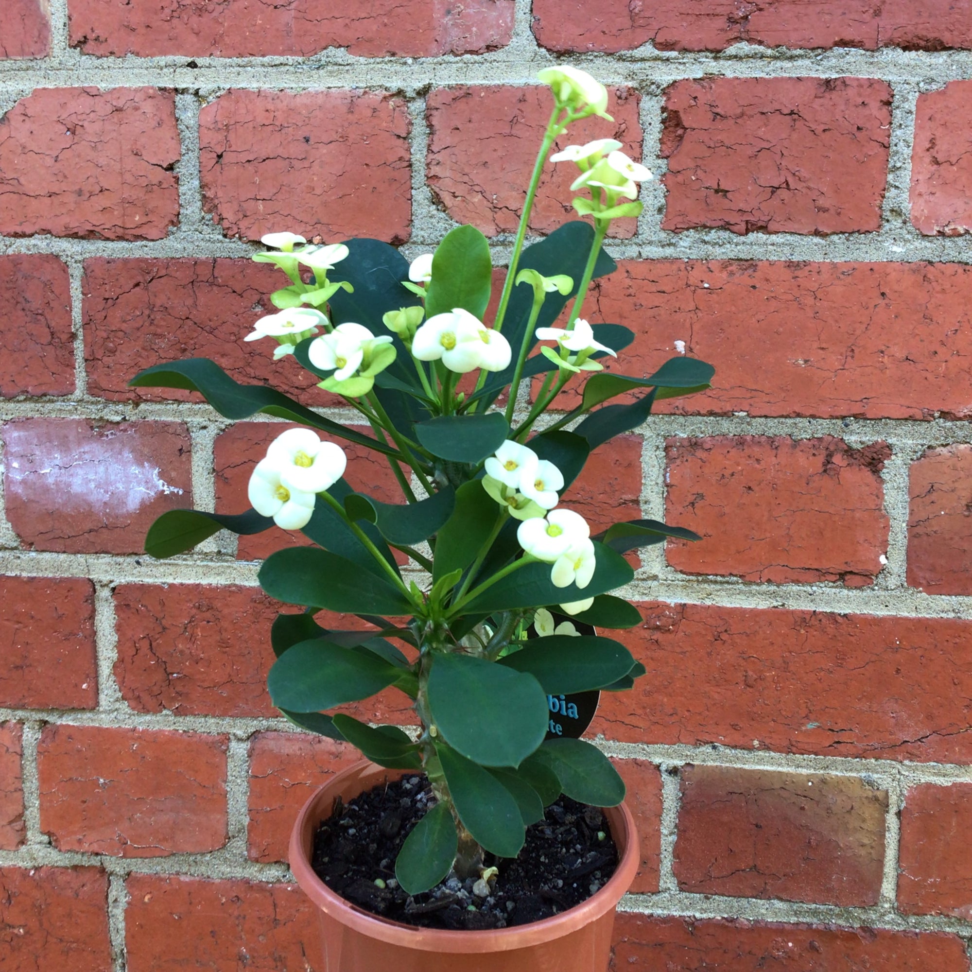 Euphorbia Mini White - 13cm pot