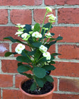 Euphorbia Mini White - 13cm pot