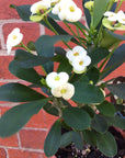 Euphorbia Mini White - 13cm pot