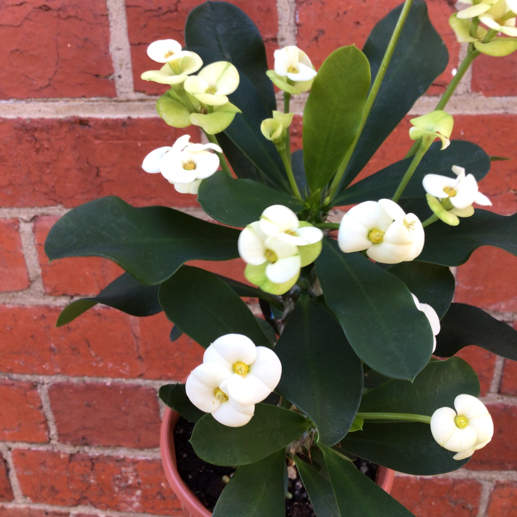 Euphorbia Mini White - 13cm pot