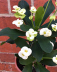 Euphorbia Mini White - 13cm pot