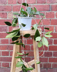 Hoya Potsii (no. 52) - 13cmHB