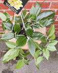 Hoya Potsii (no. 52) - 13cmHB