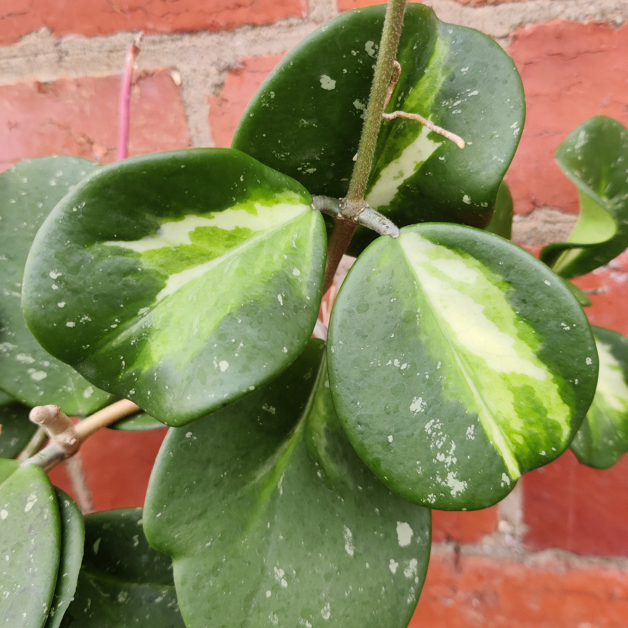Hoya - Obovata Variegata (No. 146) - 13cmHB