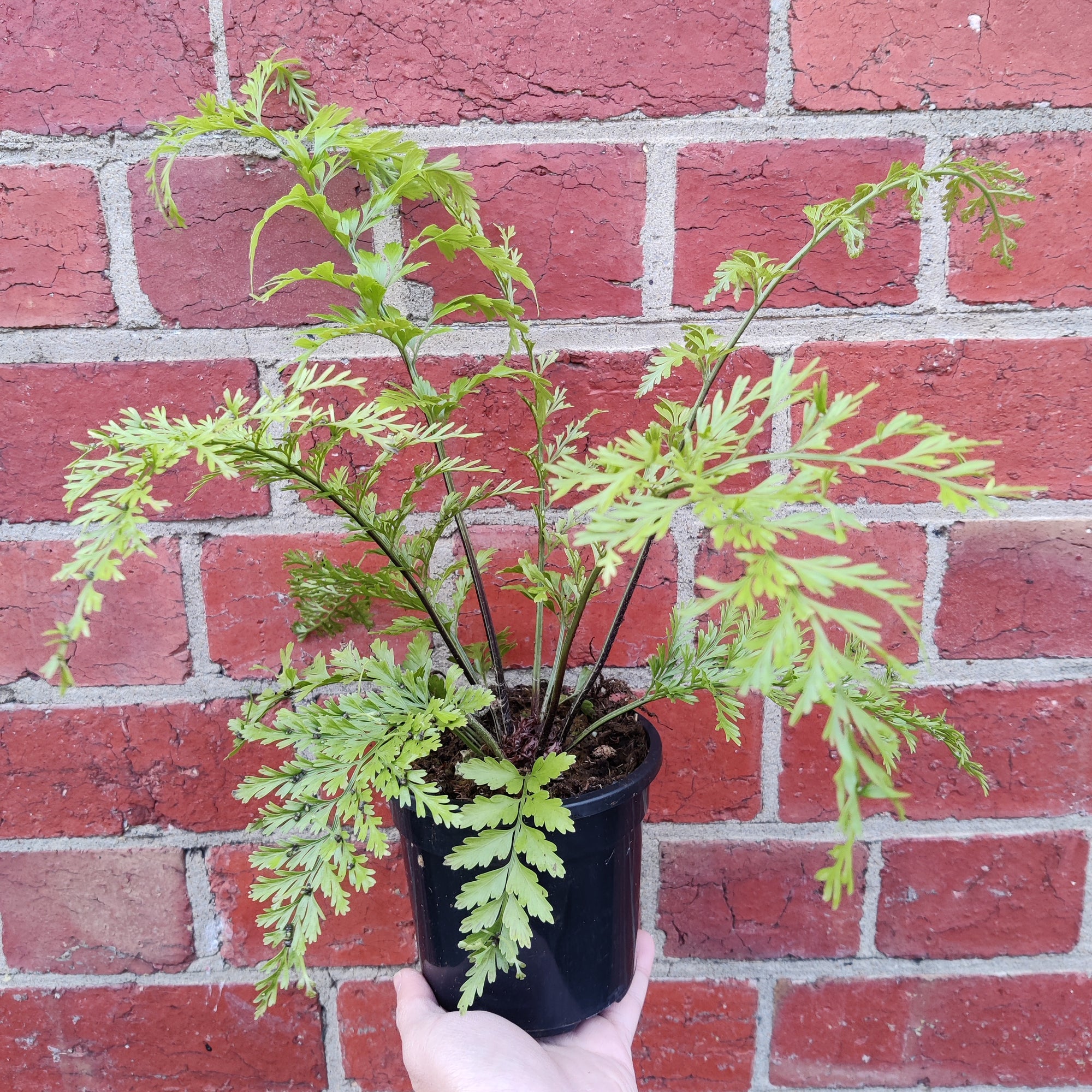 Asplenium bulbiferum Hen & Chicken - 13cm pot