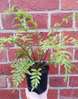 Asplenium bulbiferum Hen & Chicken - 13cm pot