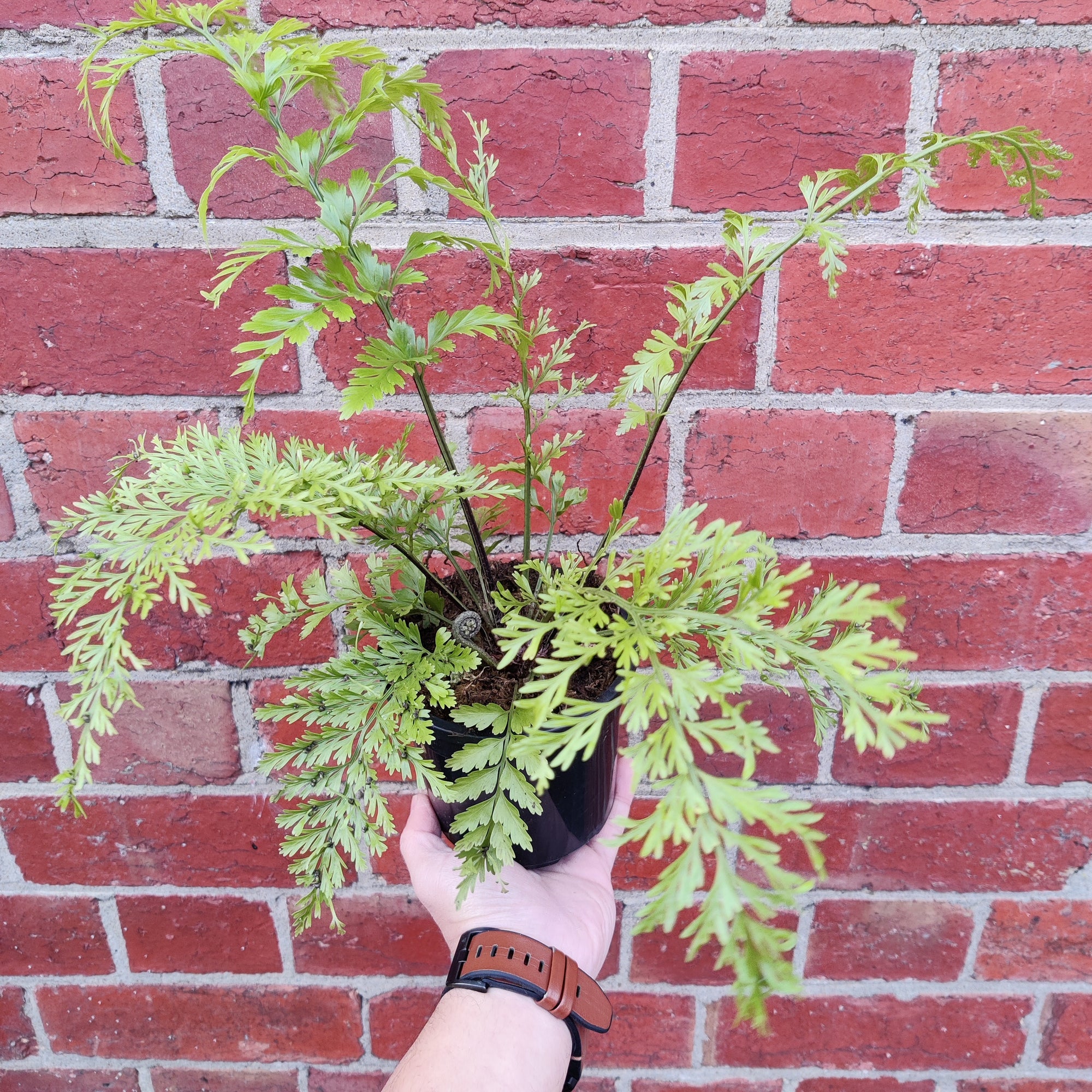 Asplenium bulbiferum Hen & Chicken - 13cm pot