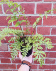 Asplenium bulbiferum Hen & Chicken - 13cm pot