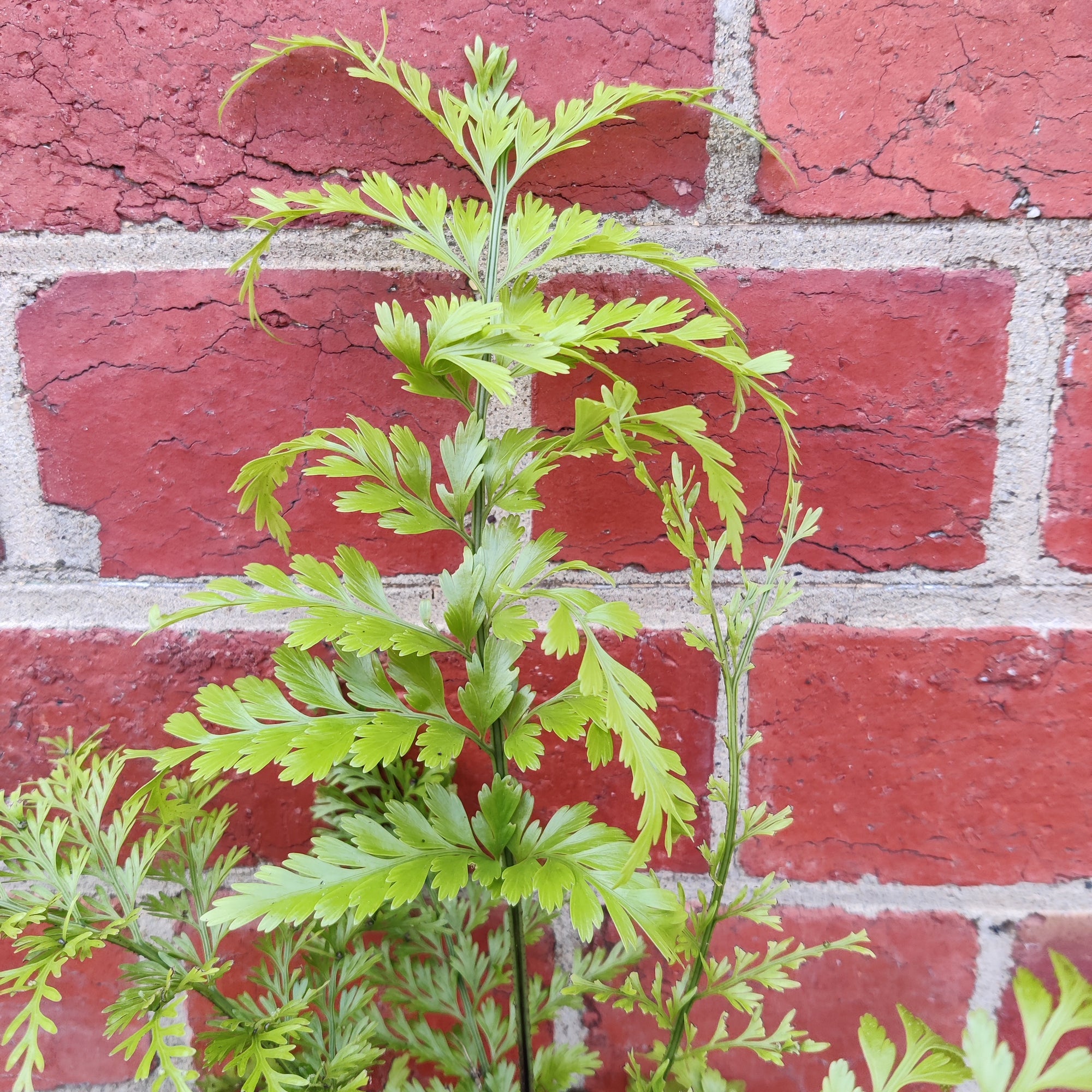 Asplenium bulbiferum Hen & Chicken - 13cm pot