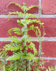 Asplenium bulbiferum Hen & Chicken - 13cm pot