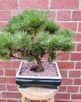 Bonsai advanced - Dwarf Japanese Black Pine - Pinus thunbergii 'Yatsabusa' - L26xW19cm pot (Copy)