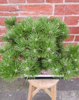 Bonsai advanced - Dwarf Japanese Black Pine - Pinus thunbergii 'Yatsabusa' - L26xW19cm pot (Copy)
