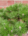 Bonsai advanced - Dwarf Japanese Black Pine - Pinus thunbergii 'Yatsabusa' - L26xW19cm pot (Copy)
