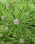 Bonsai advanced - Dwarf Japanese Black Pine - Pinus thunbergii 'Yatsabusa' - L26xW19cm pot (Copy)
