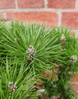 Bonsai advanced - Dwarf Japanese Black Pine - Pinus thunbergii 'Yatsabusa' - L26xW19cm pot (Copy)