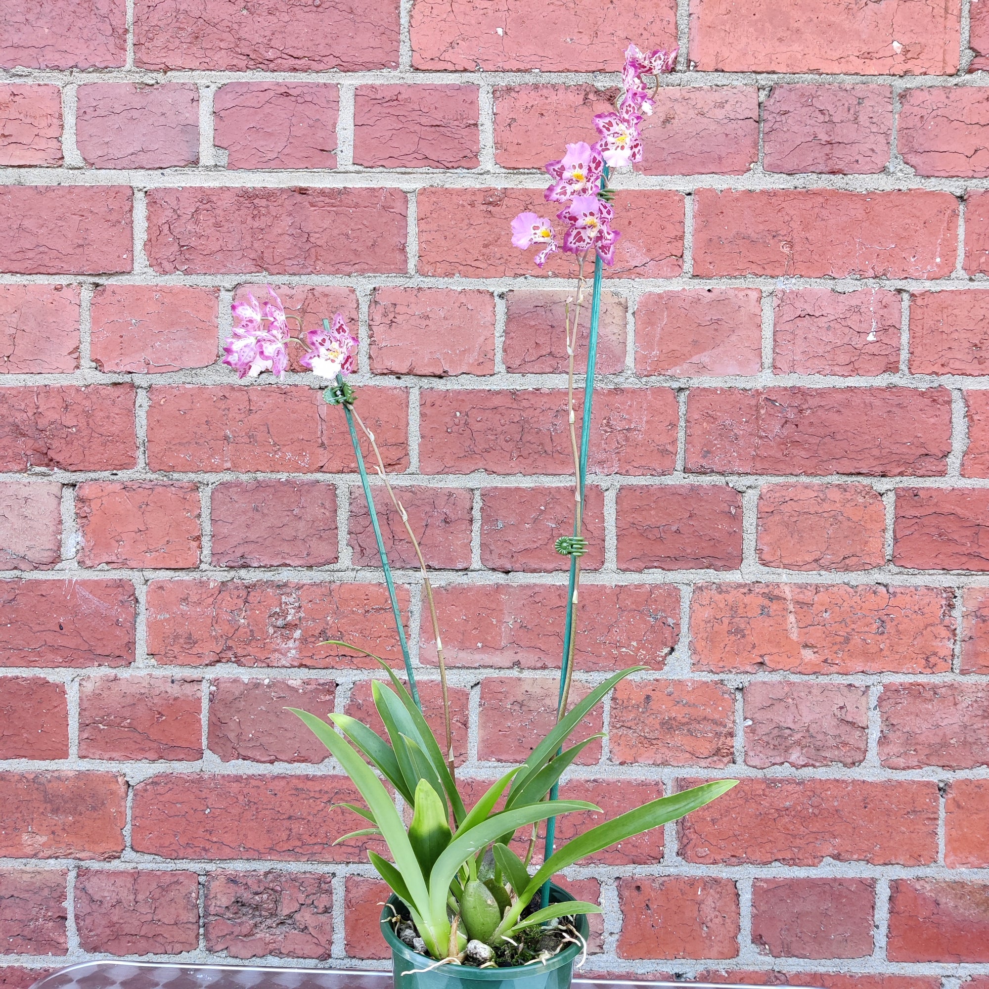 Zelglossoda Calico Gem 'Green Valley' - 13cm pot - 2 spikes of flowers