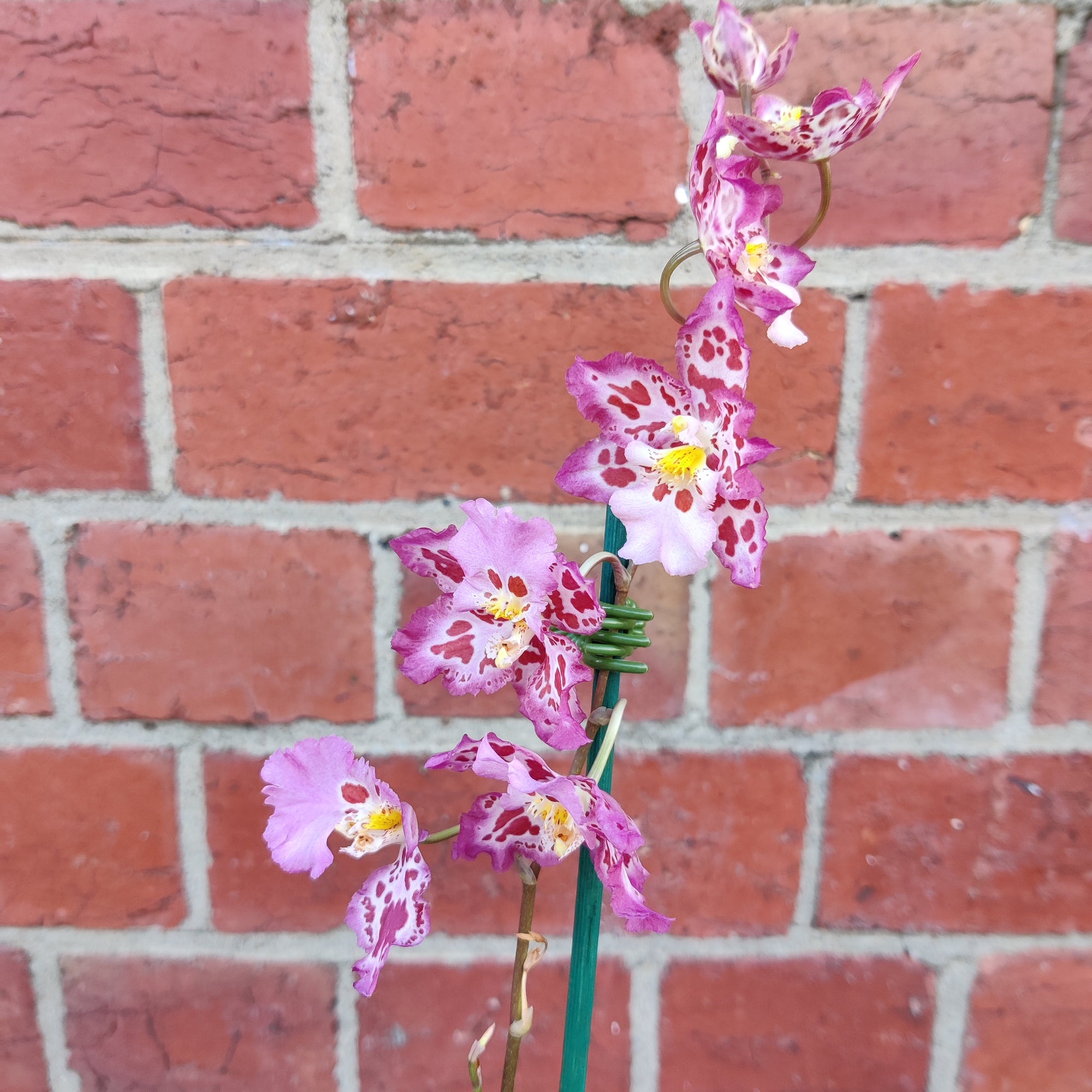 Zelglossoda Calico Gem 'Green Valley' - 13cm pot - 2 spikes of flowers