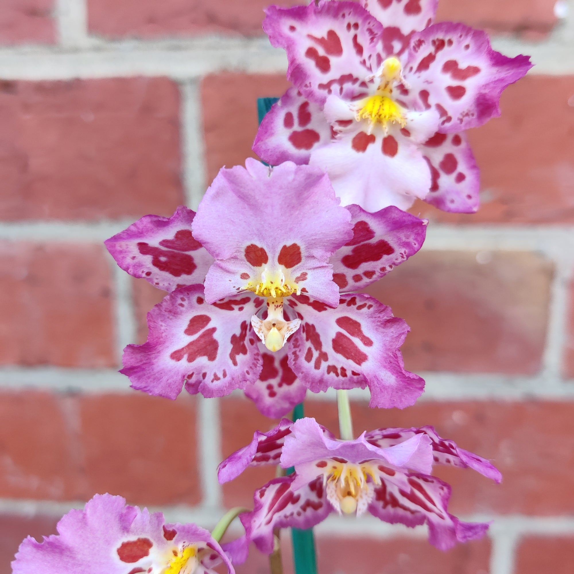 Zelglossoda Calico Gem 'Green Valley' - 13cm pot - 2 spikes of flowers