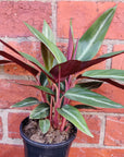 Stromanthe Sanguinea - 13cm pot