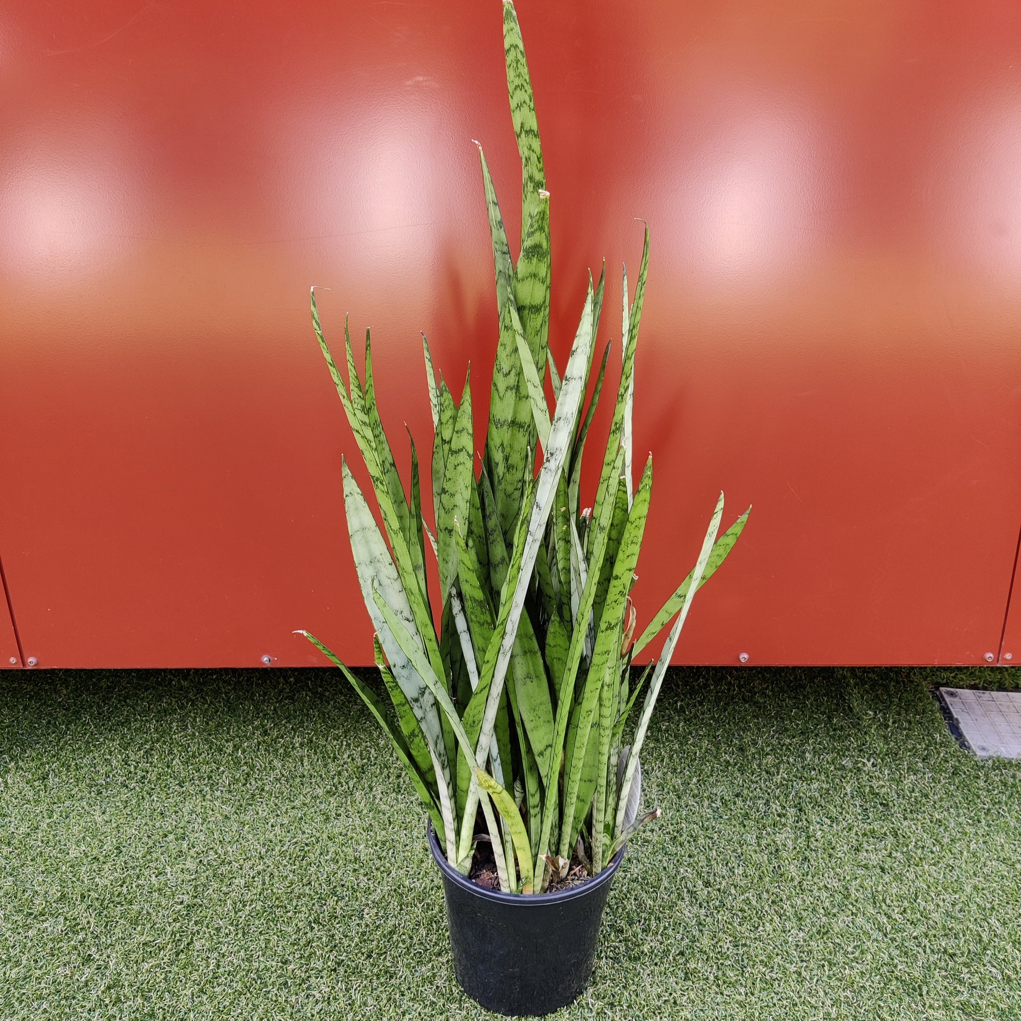 Sansevieria Silver Princess - 20cm pot