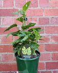 Monstera Adansonii Monkey Mask - 18cm Pot