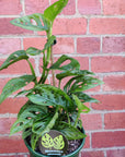 Monstera Adansonii Monkey Mask - 18cm Pot